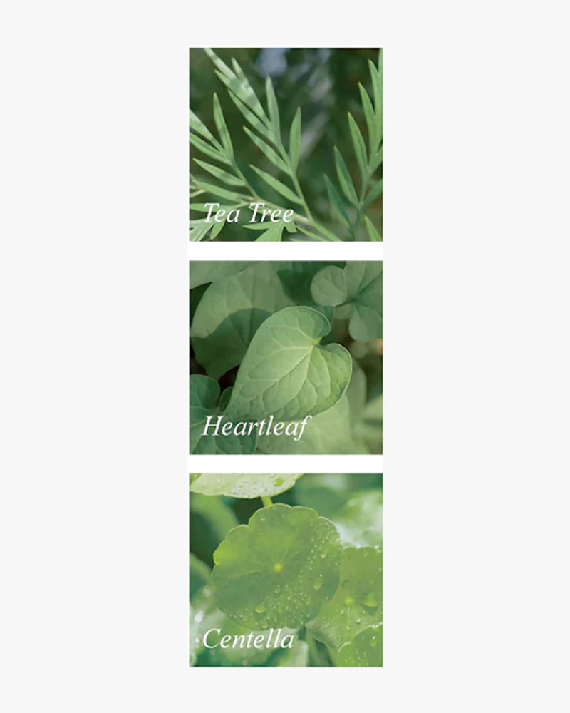 mixsoon Heartleaf Centella Tea Tree Body Mist - Image 5